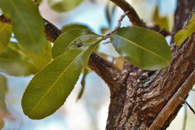 Ochna schweinfurthiana, photographed by i_c_riddell