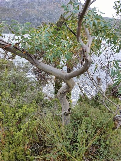 Eucalyptus coccifera, photographed by Tony van Kampen