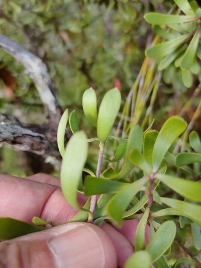 Persoonia gunnii, photographed by Tony van Kampen