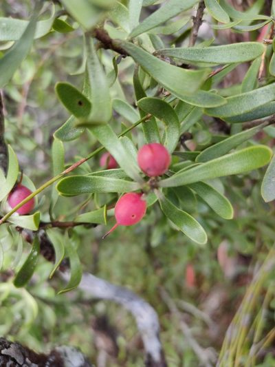 Persoonia gunnii, photographed by Tony van Kampen