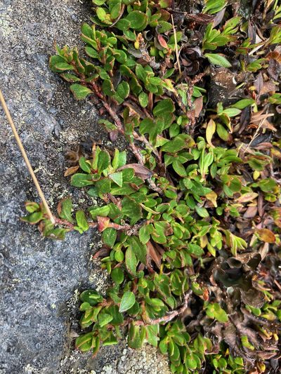 Muehlenbeckia volcanica, photographed by Fabien Anthelme