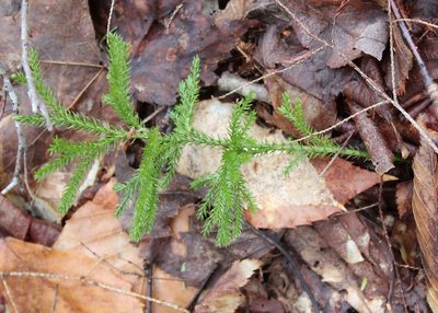 Dendrolycopodium dendroideum, photographed by Steven Lamonde