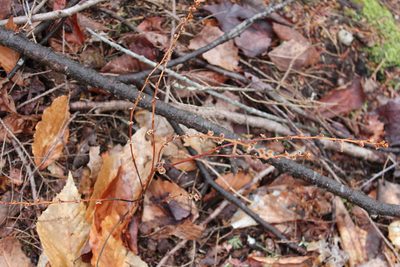 Epifagus virginiana, photographed by Steven Lamonde