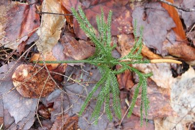 Dendrolycopodium obscurum, photographed by Steven Lamonde