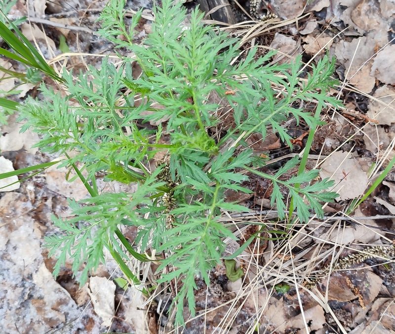Artemisia latifolia, photographed by Yurii Basov