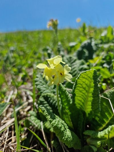 Primula ruprechtii, photographed by Дауд Арсанукаев
