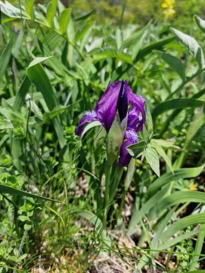 Iris furcata, photographed by Дауд Арсанукаев