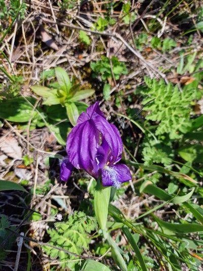 Iris furcata, photographed by Дауд Арсанукаев