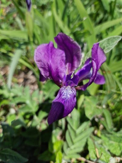Iris furcata, photographed by Дауд Арсанукаев