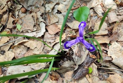 Iris ruthenica, photographed by Yurii Basov