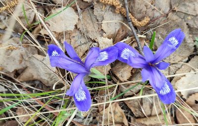 Iris ruthenica, photographed by Yurii Basov