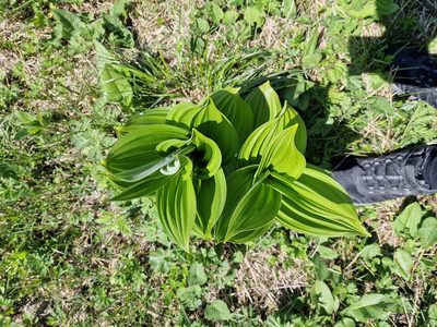 Veratrum lobelianum, photographed by Дауд Арсанукаев