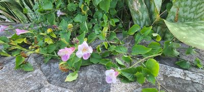 Asystasia gangetica, photographed by ritirene