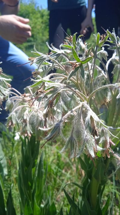 Rindera umbellata, photographed by Lazar Popović