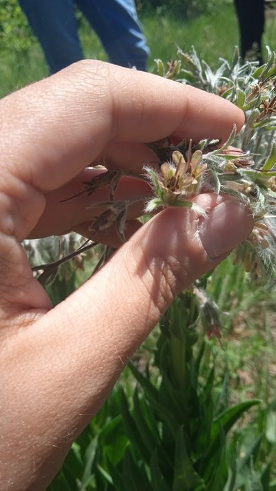 Rindera umbellata, photographed by Lazar Popović