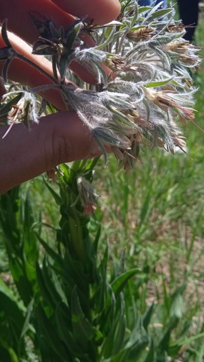 Rindera umbellata, photographed by Lazar Popović