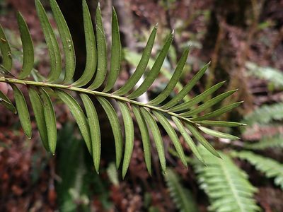 Pectinopitys ferruginea, photographed by Duncan Cunningham