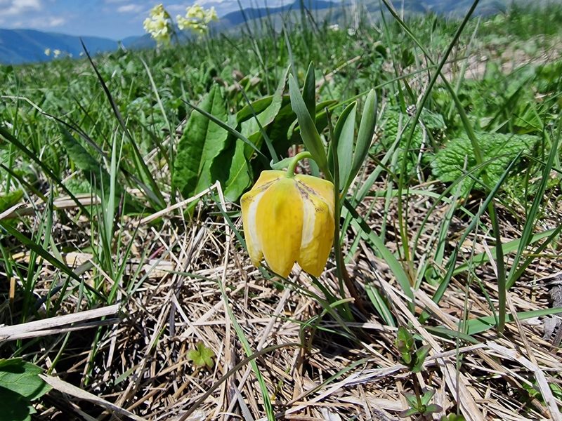 Fritillaria collina, photographed by Дауд Арсанукаев