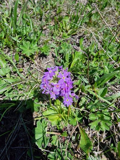 Primula algida, photographed by Дауд Арсанукаев