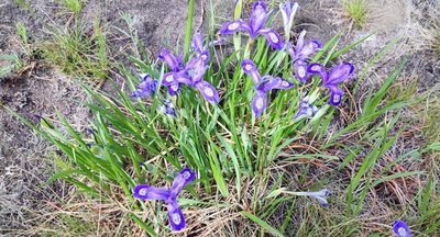 Iris ruthenica, photographed by Yurii Basov