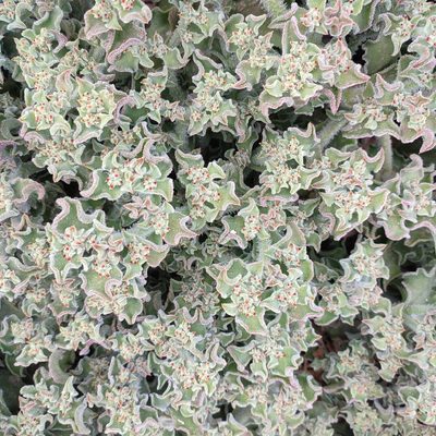 Mesembryanthemum crystallinum
