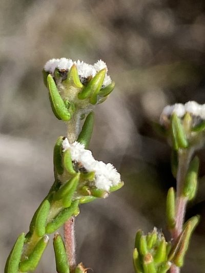 Phylica floribunda, photographed by Dave U