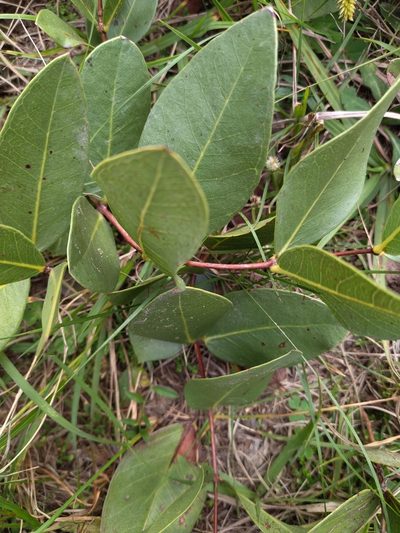 Psidium salutare, photographed by Carol Fontes