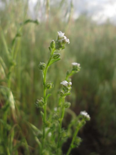 Lappula redowskii, photographed by Nolan Exe