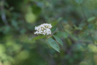 Viburnum scabrellum, photographed by Andy Jordan