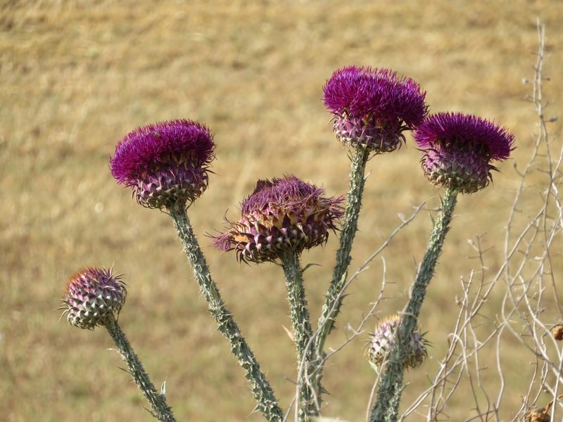 Onopordum illyricum, photographed by Marco Mussita