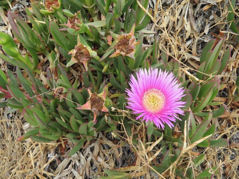 Carpobrotus acinaciformis, photographed by Marco Mussita