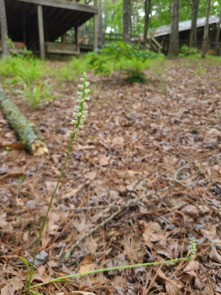 Spiranthes sylvatica, photographed by Jeff Wilson