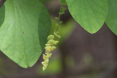 Cissampelos pareira, photographed by Dinesh Valke