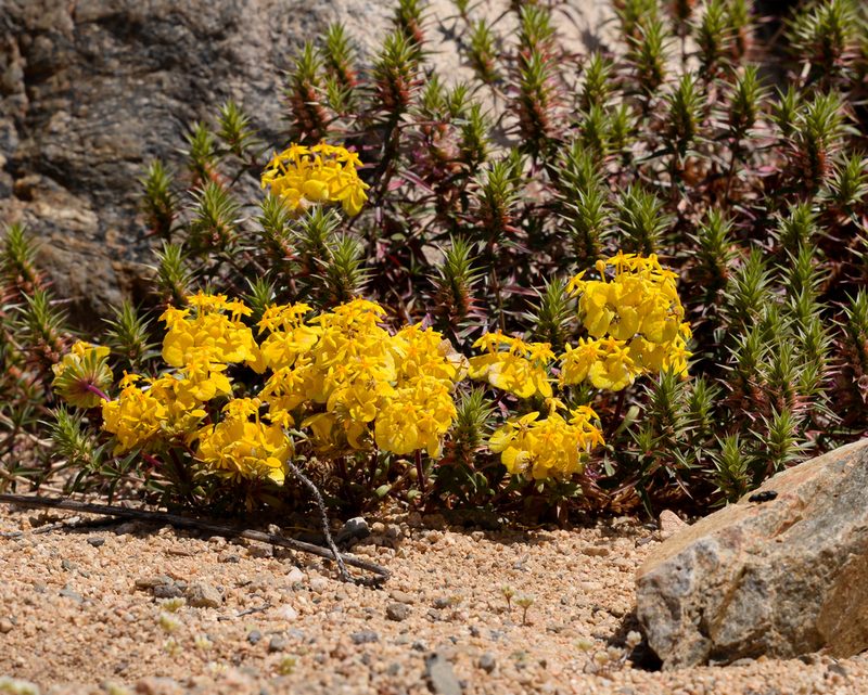 Cruckshanksia montiana, photographed by Nicolás Villaseca Merino