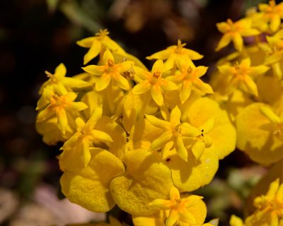 Cruckshanksia montiana, photographed by Nicolás Villaseca Merino