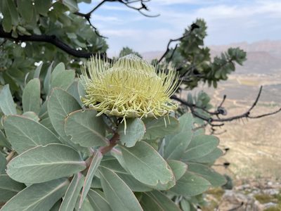 Protea nitida, photographed by Robert Taylor