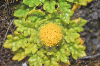 Senecio repens, photographed by Morten Ross