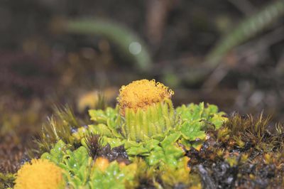 Senecio repens, photographed by Morten Ross