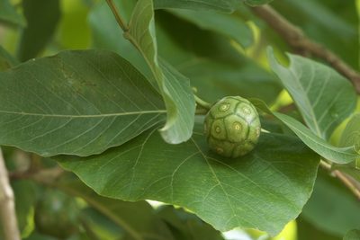 Morinda coreia, photographed by Dinesh Valke