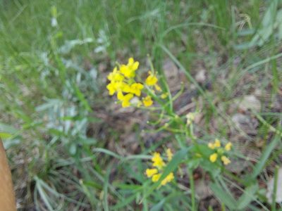 Erysimum cheiranthoides, photographed by Pavel Borodin