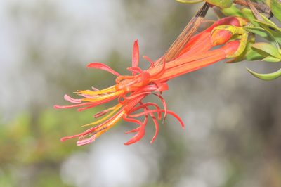 Tristerix longibracteatus, photographed by Morten Ross