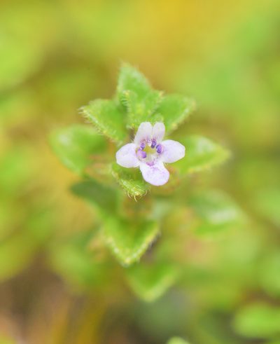 Clinopodium nubigenum, photographed by Morten Ross