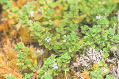 Clinopodium nubigenum, photographed by Morten Ross