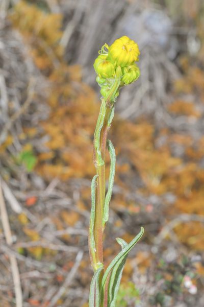 Senecio chionogeton, photographed by Morten Ross