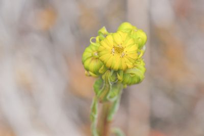 Senecio chionogeton, photographed by Morten Ross