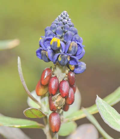 Monnina crassifolia, photographed by Morten Ross