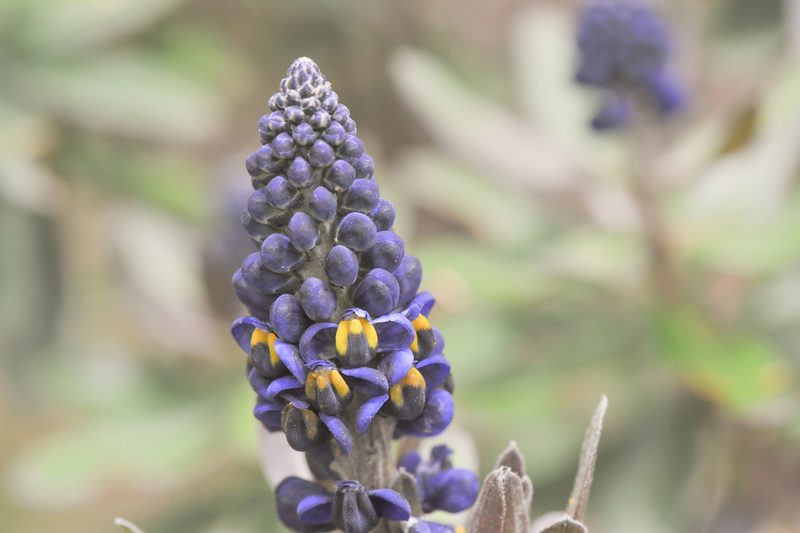 Monnina crassifolia, photographed by Morten Ross