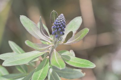 Monnina crassifolia, photographed by Morten Ross