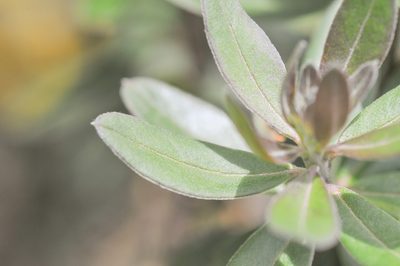 Monnina crassifolia, photographed by Morten Ross