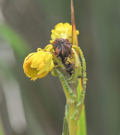 Senecio chionogeton, photographed by Morten Ross